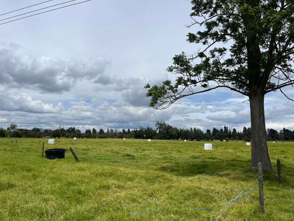 Tecnología Para Productores Lecheros Del Trópico Alto Colombiano Promete Reducir Costos Hasta Un 47 Porciento5 AGROSAVIA