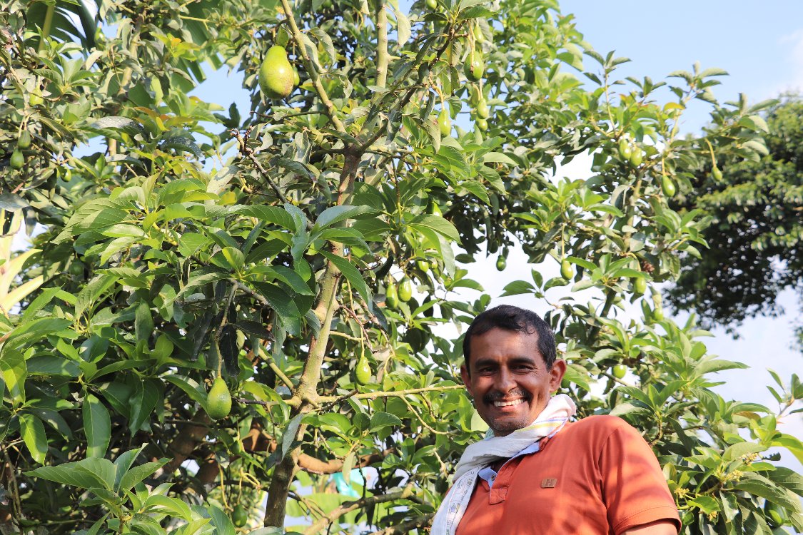 Gira Técnica Aguacate Eje Cafetero5 AGROSAVIA