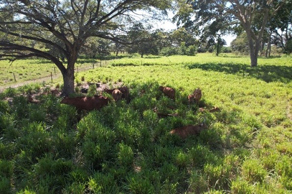 Arreglo silvopastoril con árboles dispersos para ganadería bovina en el Caribe seco