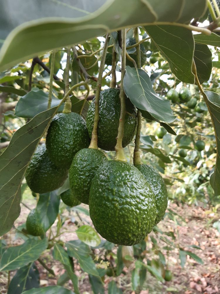 El Oro Verde Se Abre Camino En El Departamento Del Cauca6 AGROSAVIA