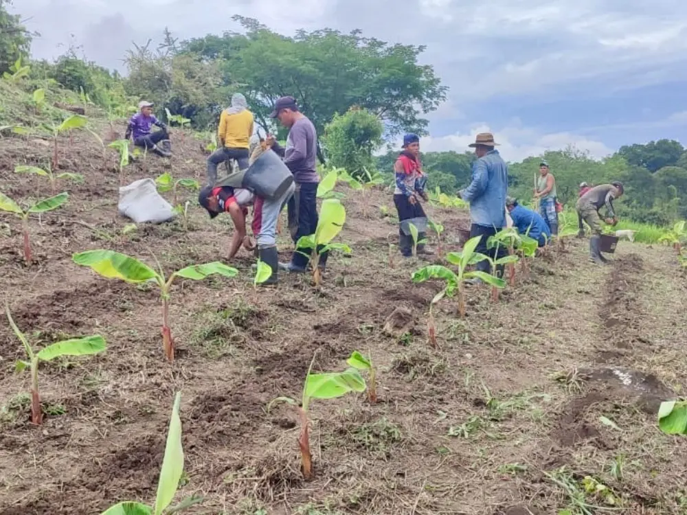 Cultivando sueños: AGROSAVIA fortalece la Seguridad Alimentaria de la comunidad indigena Embara Chamí en el departamento del Huila