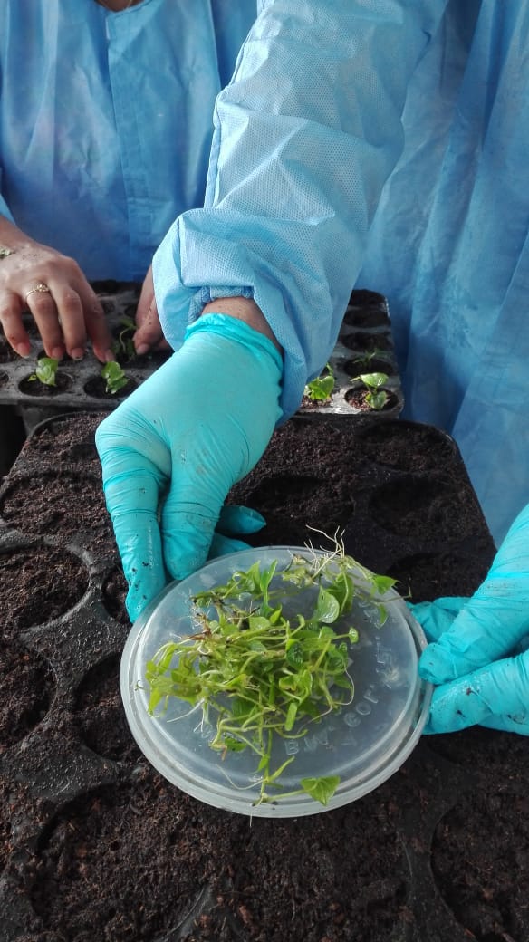 Foto. Siembra De Plantas In Vitro Para Aclimatación