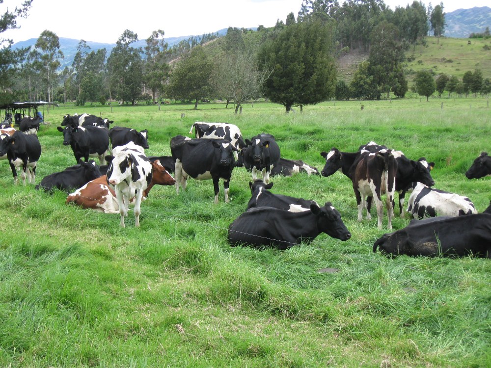 Tecnología Para Productores Lecheros Del Trópico Alto Colombiano Promete Reducir Costos Hasta Un 47 Porciento3 AGROSAVIA