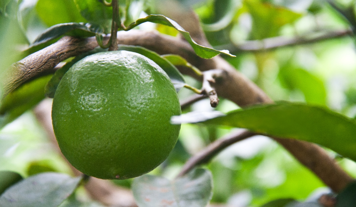 1 Citricos Fotor 2025040911455 Def