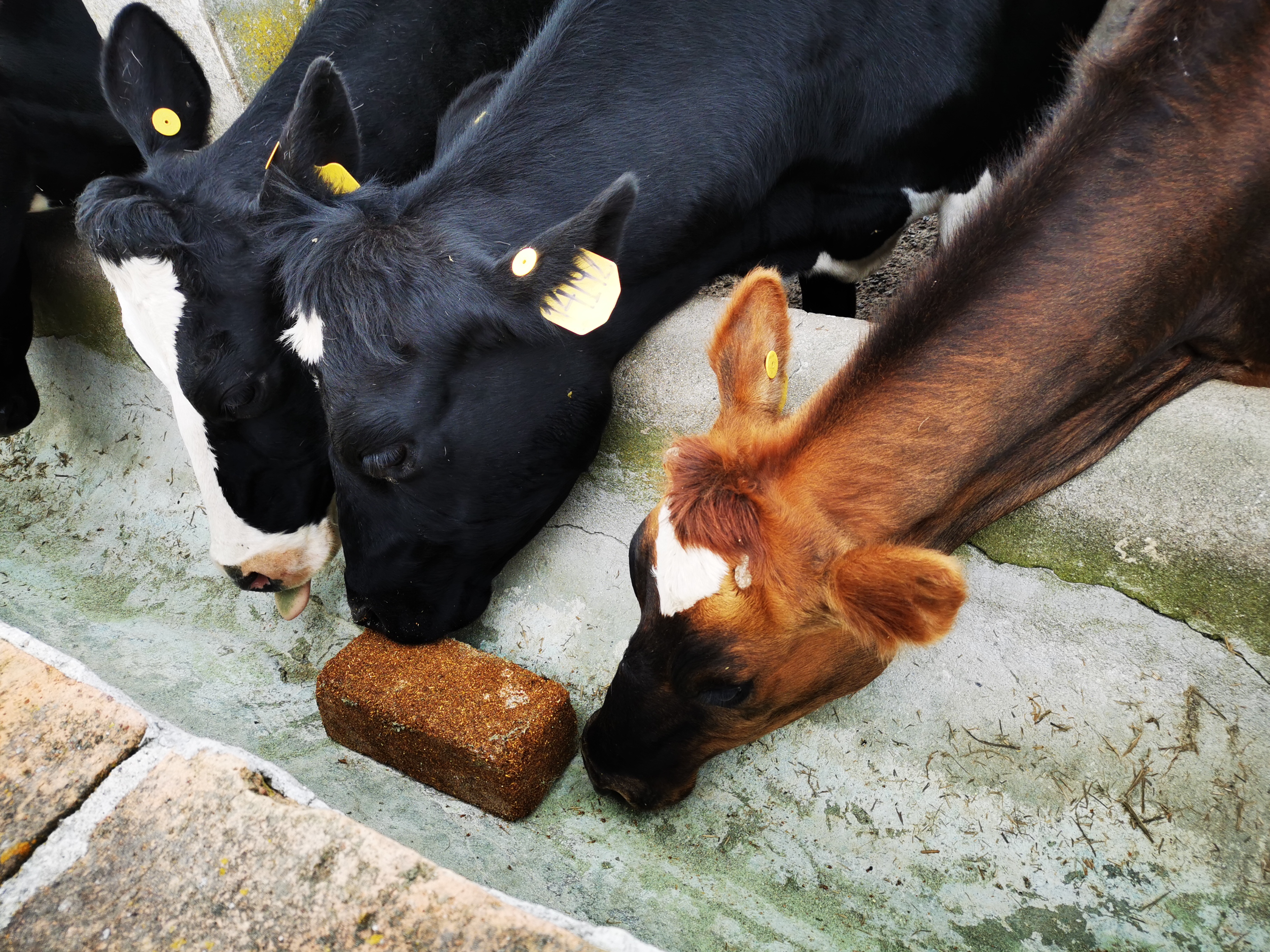 Elaboración y uso de bloques multinutricionales en bovinos y cuyes