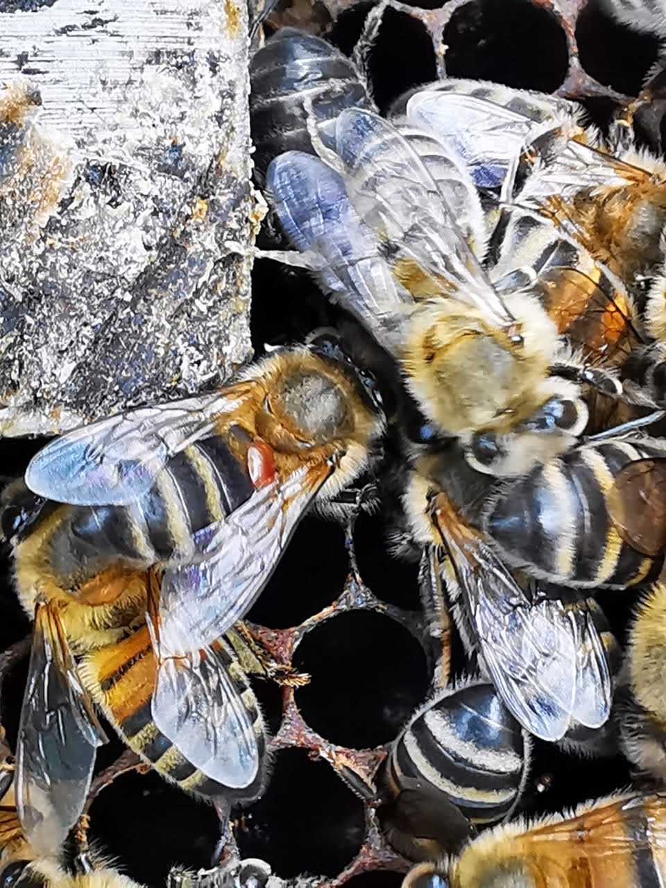 Varroa Forética