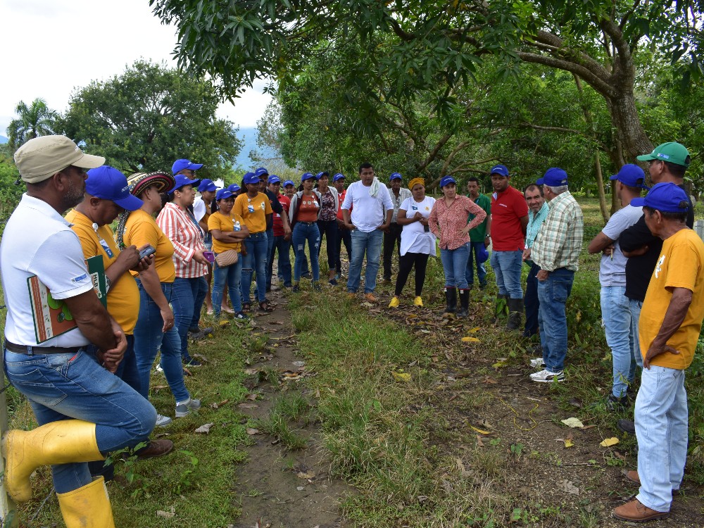 AGROSAVIA Fortalece Asociaciones De Productores De Fríjol Guandul Para Producir Semilla De Calidad5 AGROSAVIA