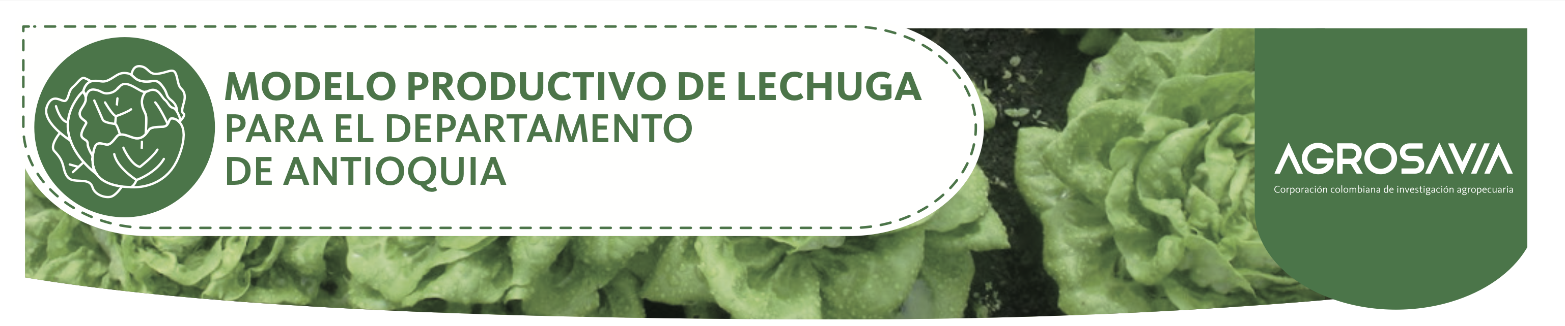 Imagen Póster Lechuga