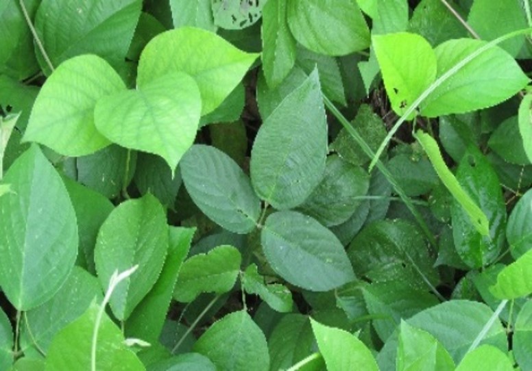 Crotalaria 4