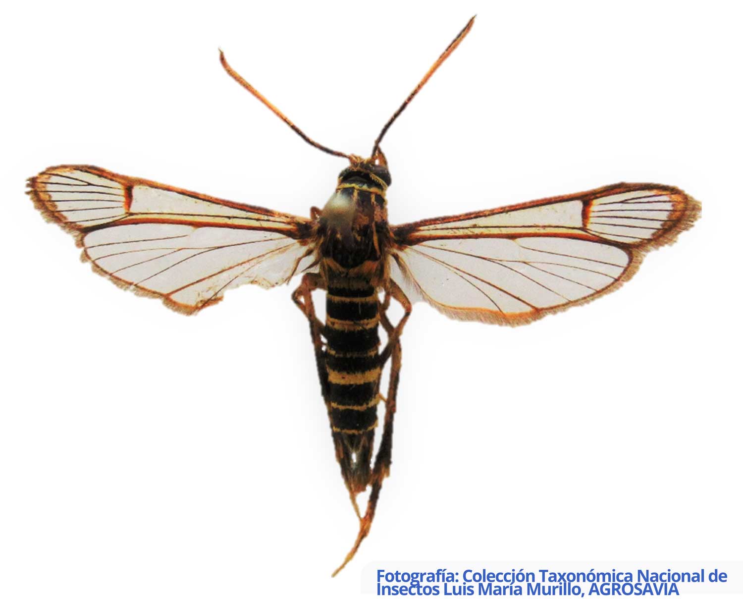Colección Taxonómica Nacional De Insectos Luis María Murillo, AGROSAVIA