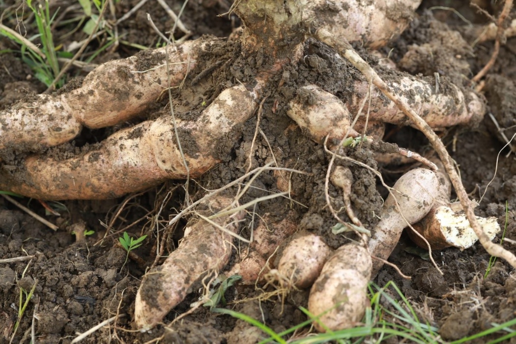 Yuca Tai Def