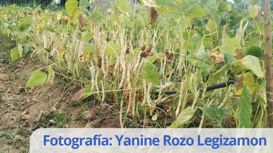 Yanine Rozo Legizamon 11