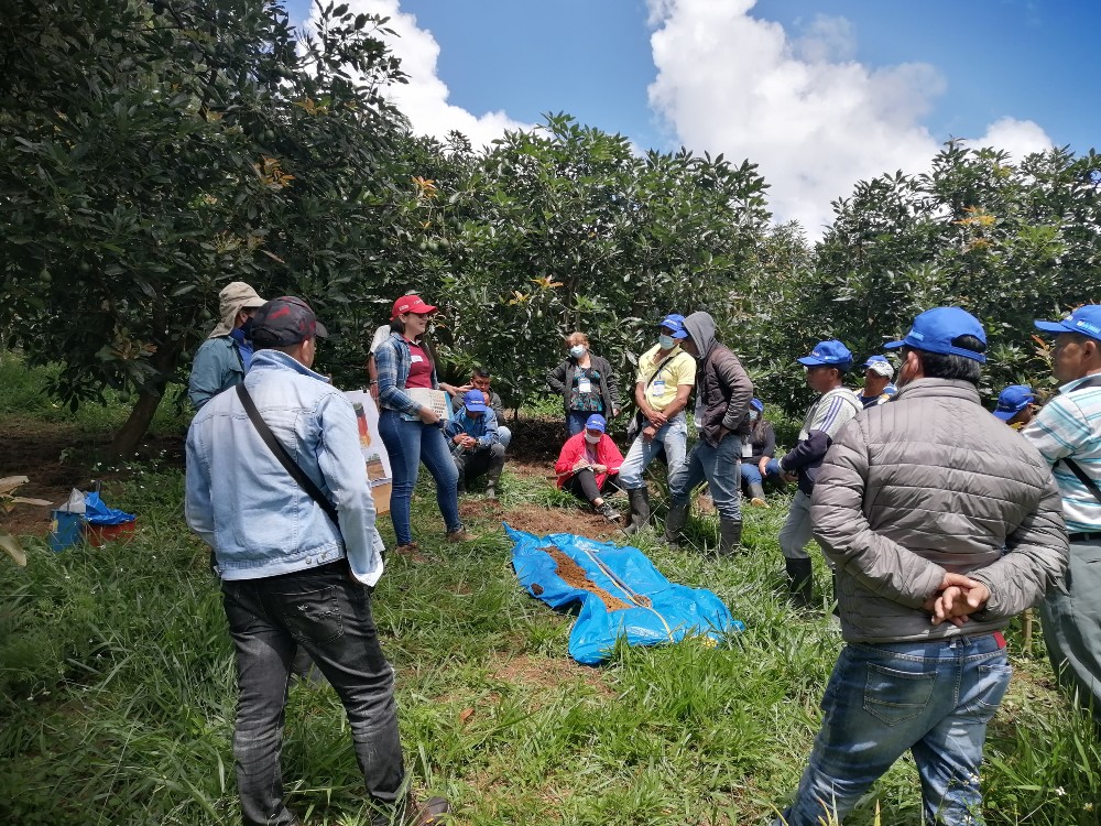 Aguacate 20223 AGROSAVIA
