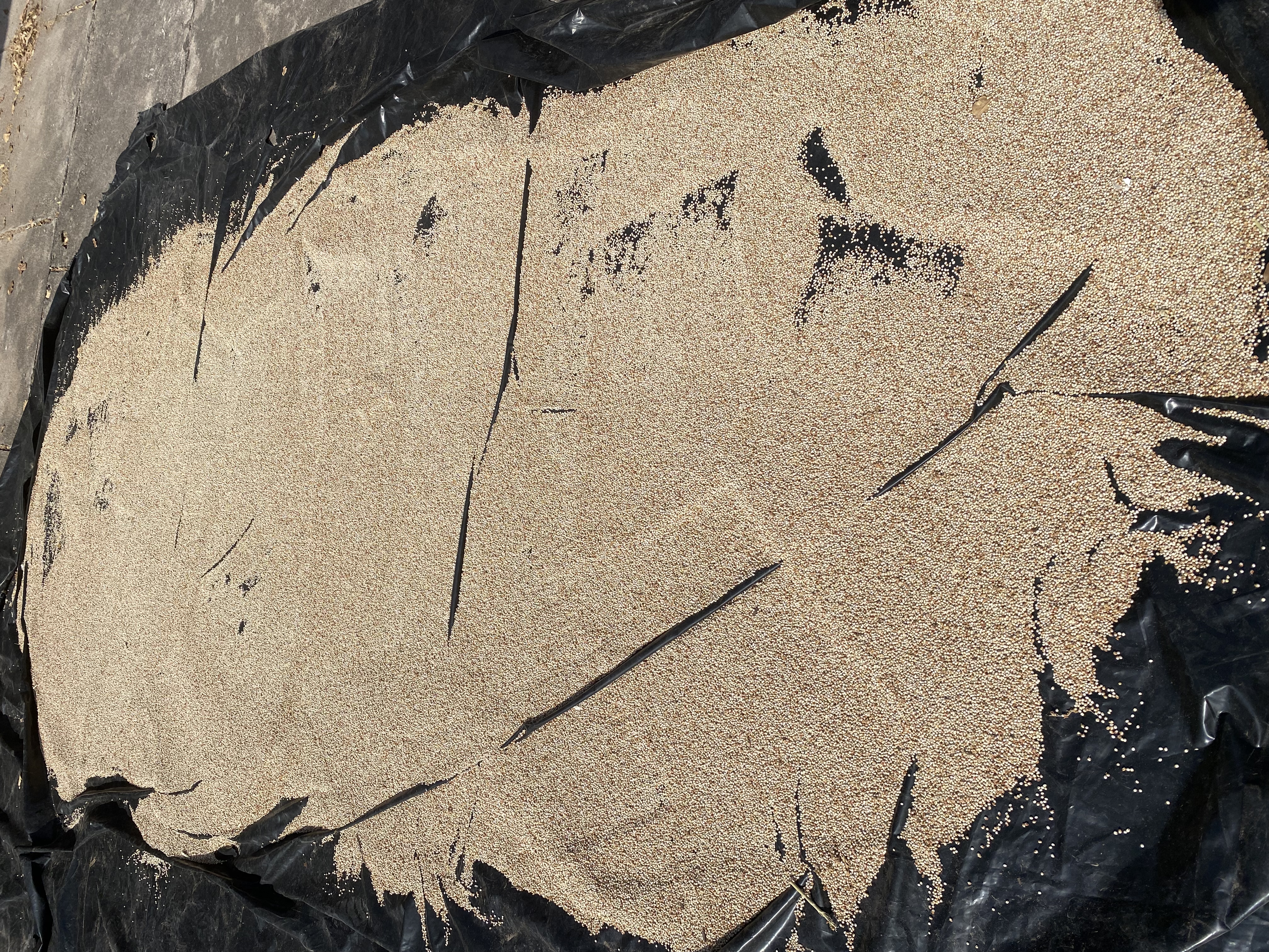 Secado De Semillas De Sorgo Laura Restrepo