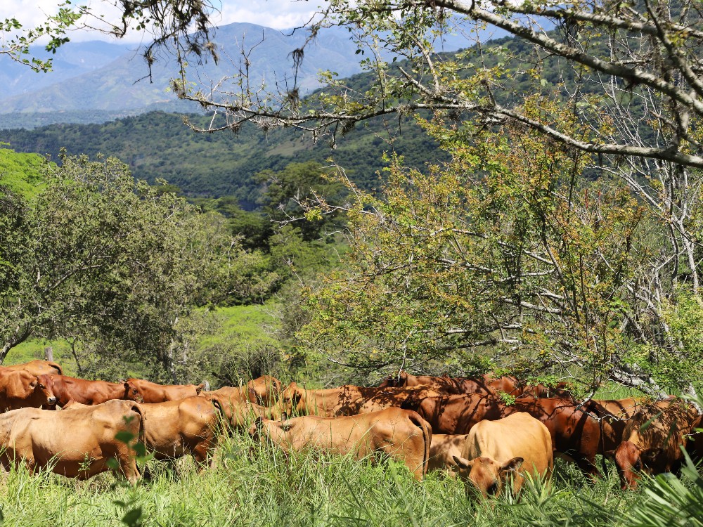 ASOCOGAN Y AGROSAVIA Firman Convenio3 AGROSAVIA