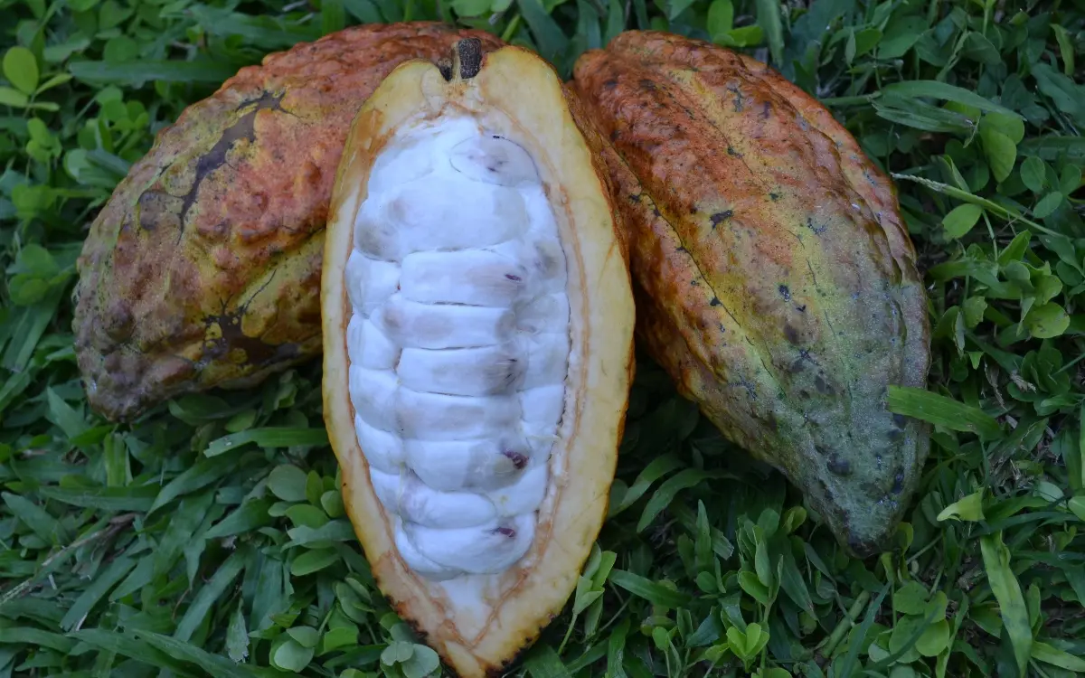 Palmira, sede del Festival Regional Cacaotero Valluno ‘Oís’