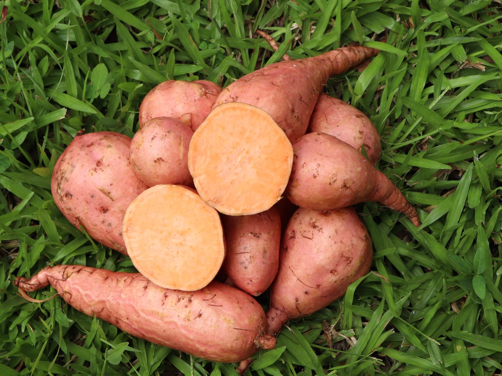 La batata: una especie conservada tradicionalmente y con alto potencial por su valor de uso y calidad nutricional
