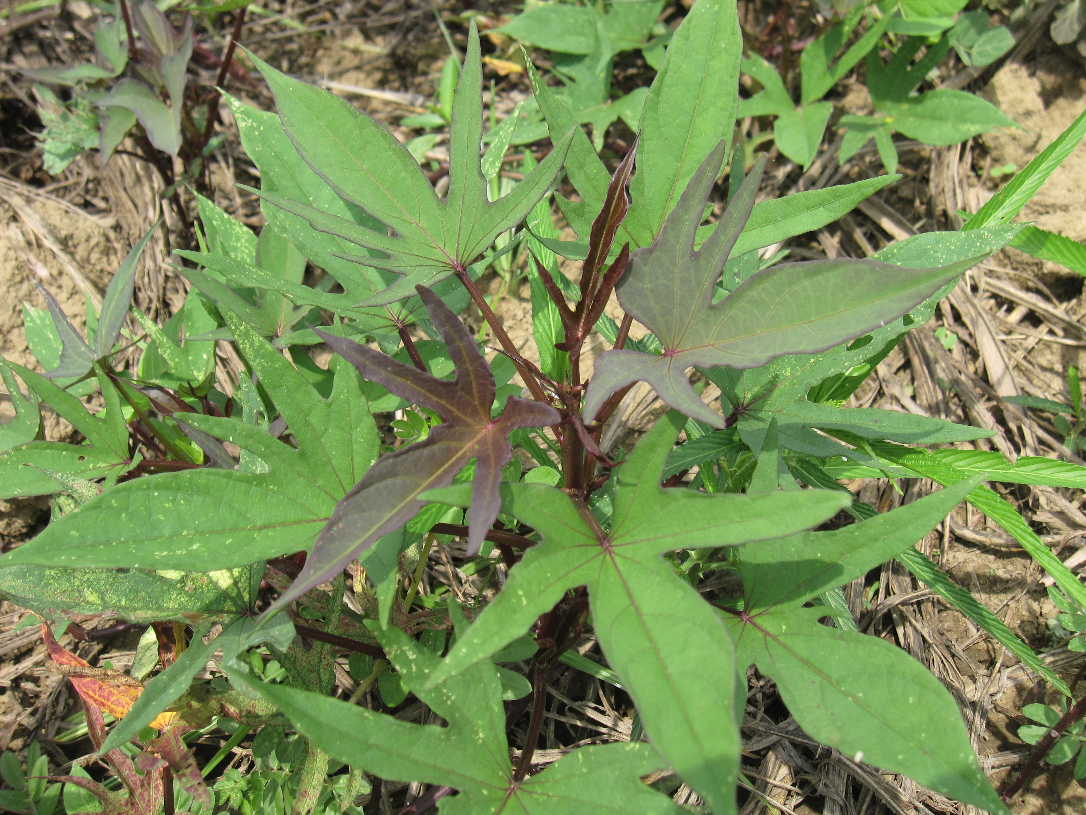 Batata (Ipomoea Batatas) Motilonia 03