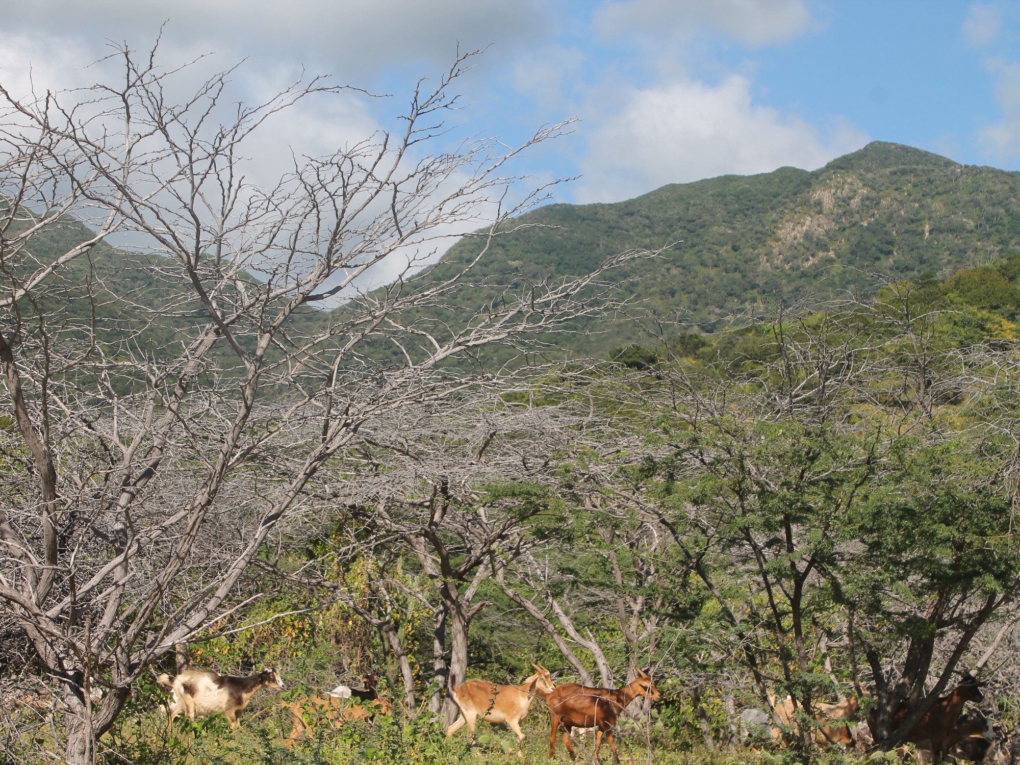 AGROSAVIA avanza en los trabajos de campo en las comunidades Wayuu de La Guajira