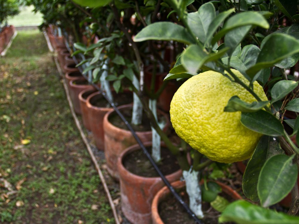 AGROSAVIA producirá controlador biológico para afrontar el HLB, la enfermedad que está acabando con los cultivos de cítricos en Colombia
