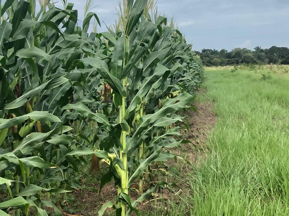 Proyecto de Seguridad Alimentaria en el departamento de Arauca