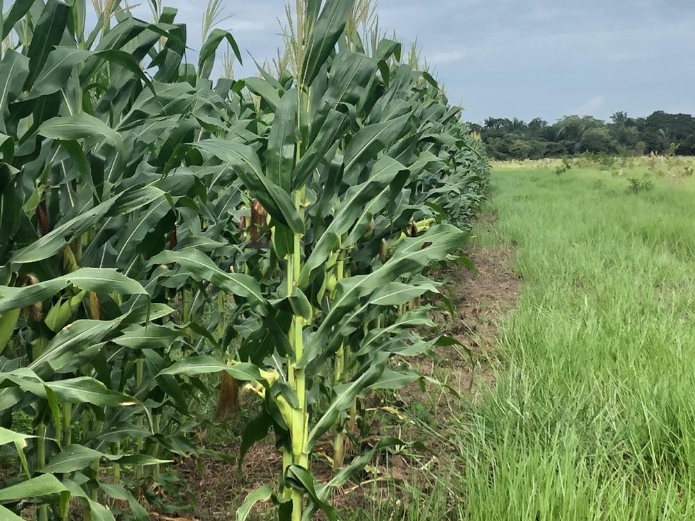 “Fortalecimiento de la Seguridad Alimentaria a través del desarrollo de sistemas de producción de plátano, yuca y maíz en el departamento de Arauca”