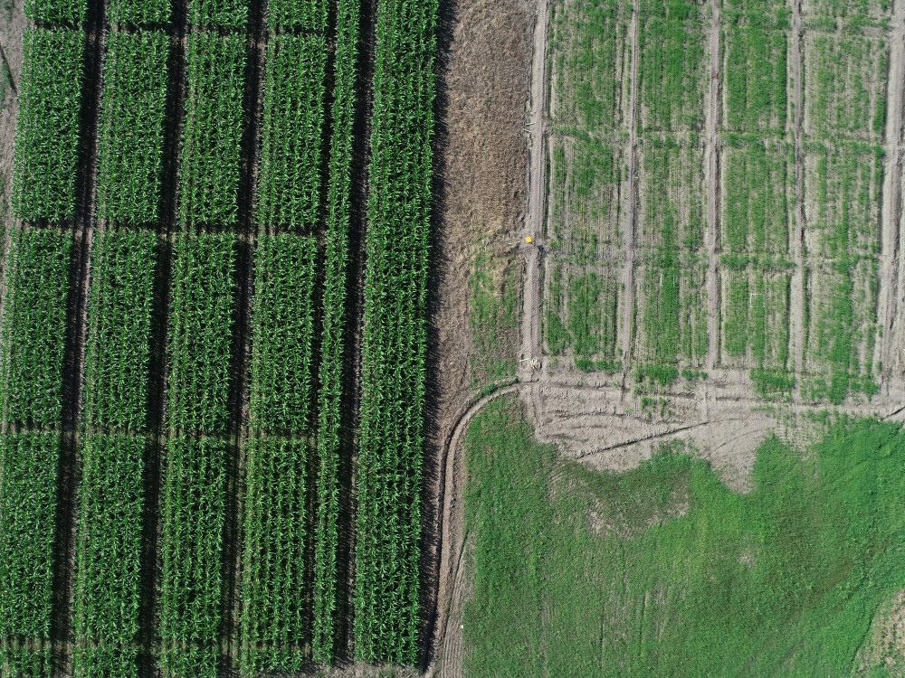 AGROSAVIA firmó convenio con EV ILVO de Bélgica y Universidad  de Ibagué