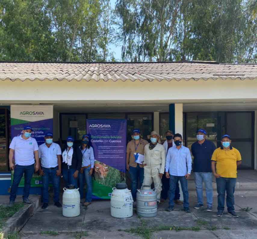 AGROSAVIA entrega material seminal de ganado bovino criollo costeño con cuernos