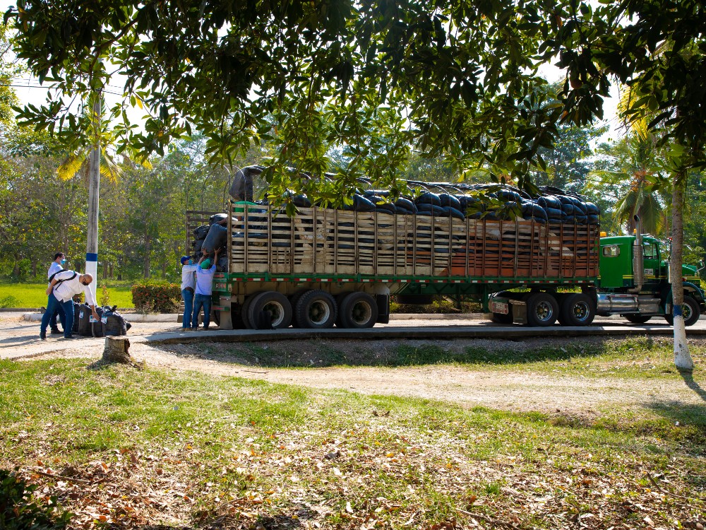AGROSAVIA Y MADR Entrega De Ensilaje Turipaná5 AGROSAVIA