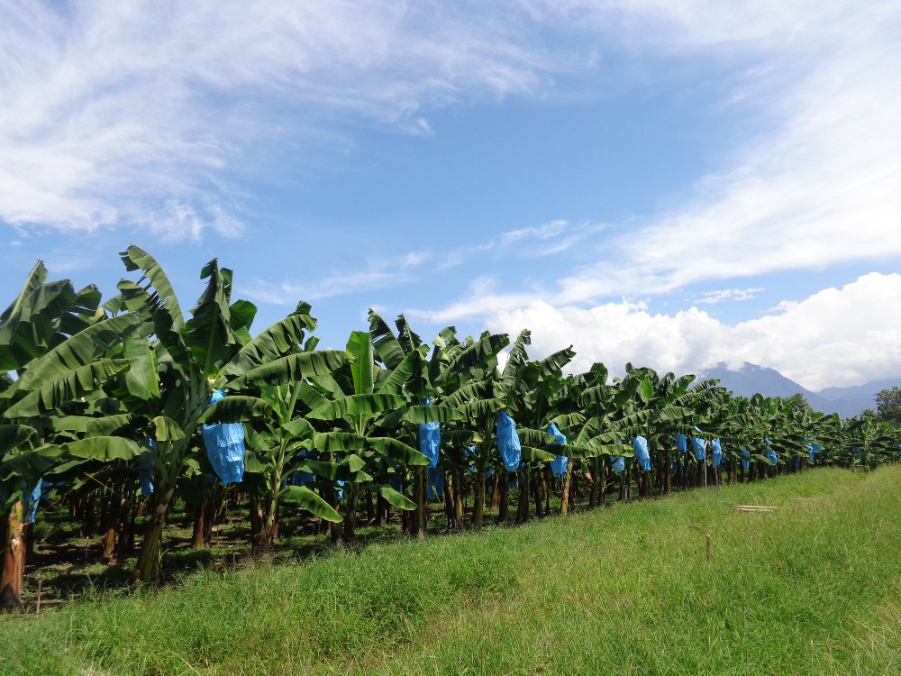 Proyecto °AHoRa busca mejorar productividad y rentabilidad de productores de musáceas en América Latina y El Caribe