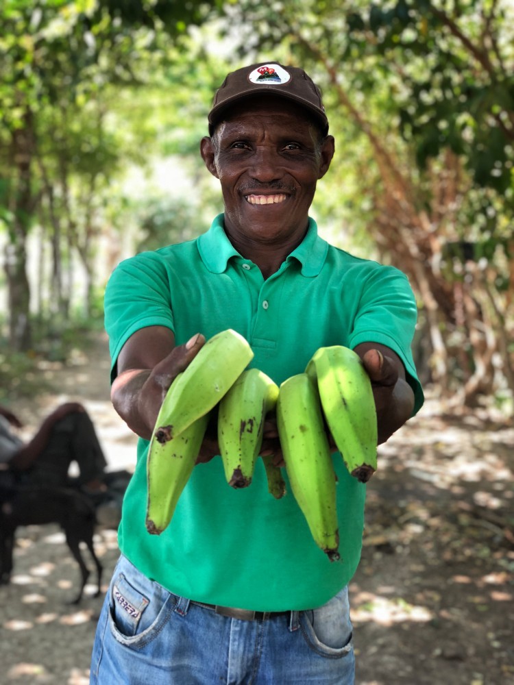 Productores De Plátano Y Banano De Magdalena Y La Guajira Serán Benefdiciados Con El Proyecto °Ahora AGROSAVIA