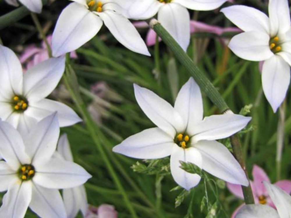 La familia Amaryllidaceae y su potencial