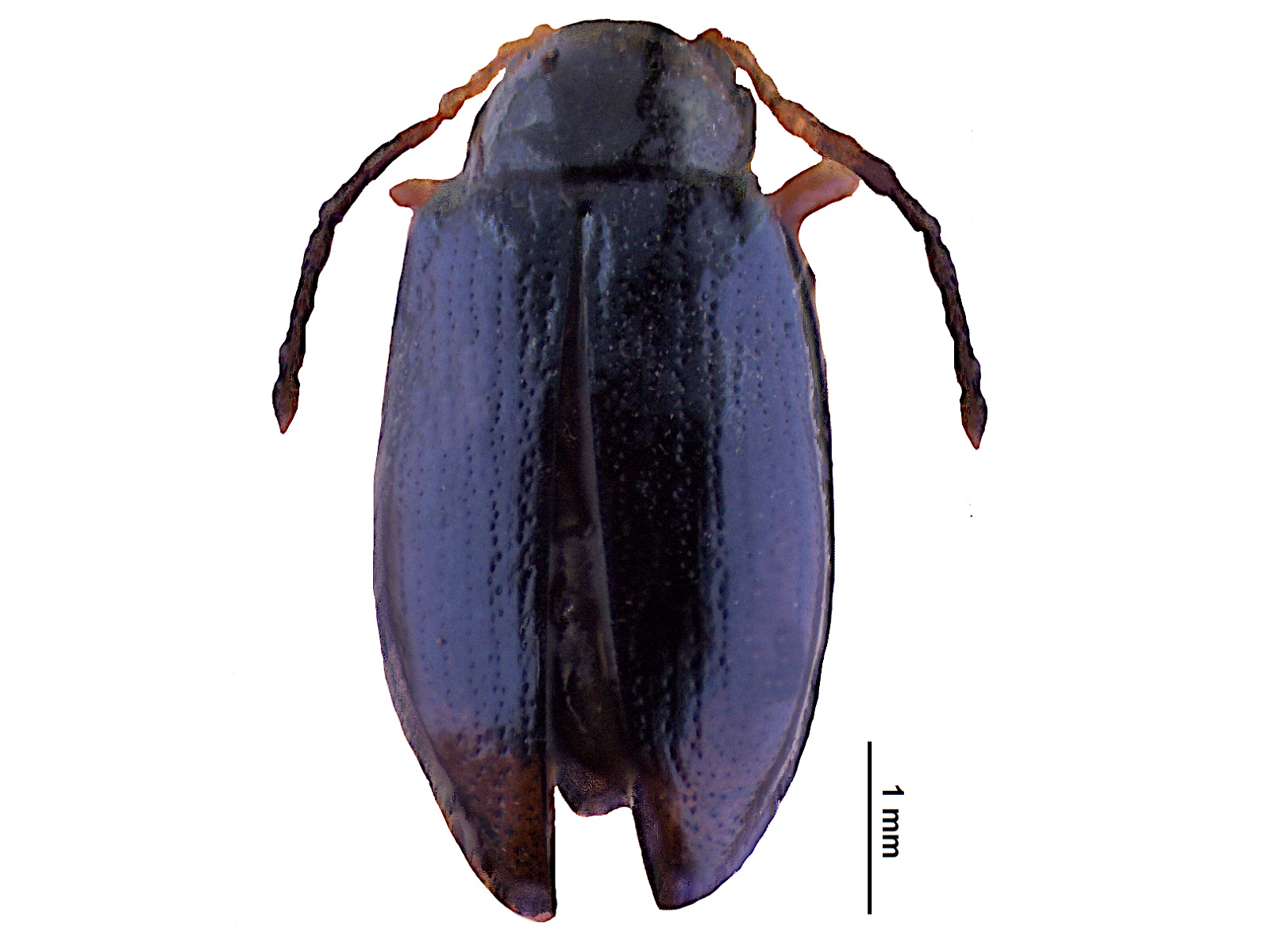Centralaphthona ubaquensis (Harold, 1876) 