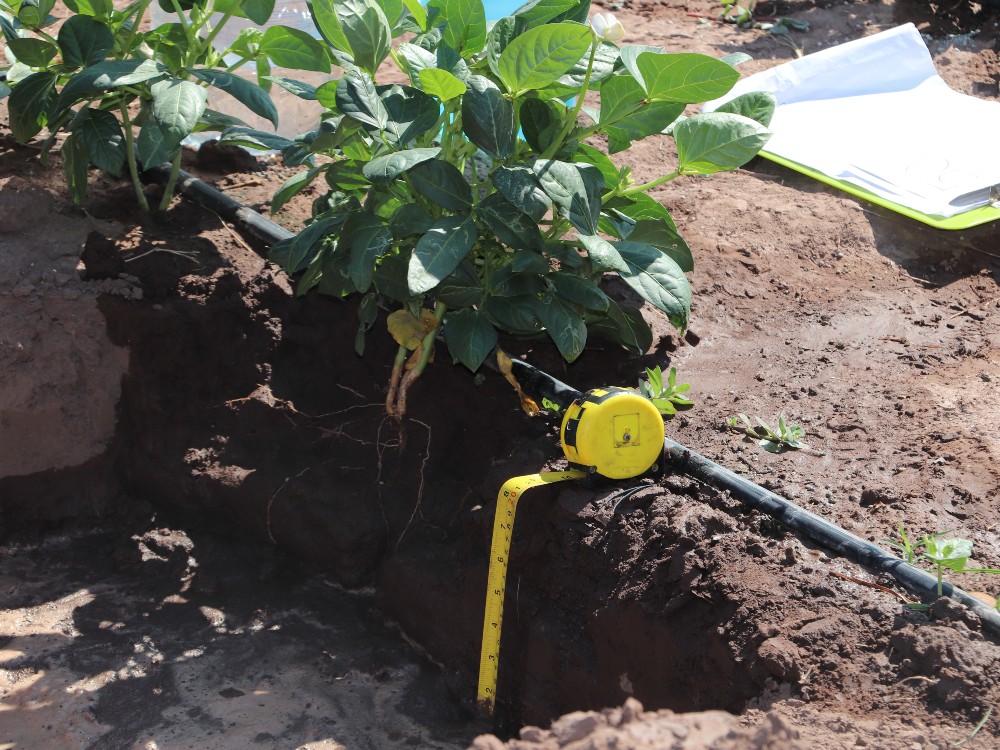 Proyecto Frijol (Acercamiento Movimiento De Agua En El Perfil) AGROSAVIA