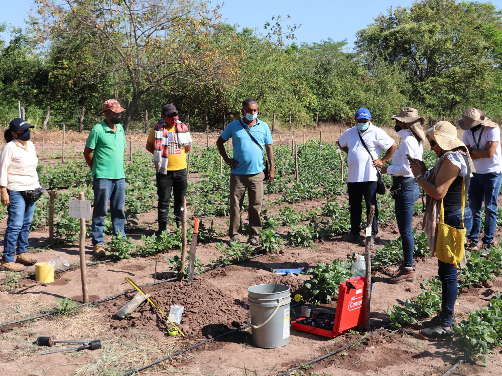 Proyecto Frijol (Campo Con Equipos) AGROSAVIA