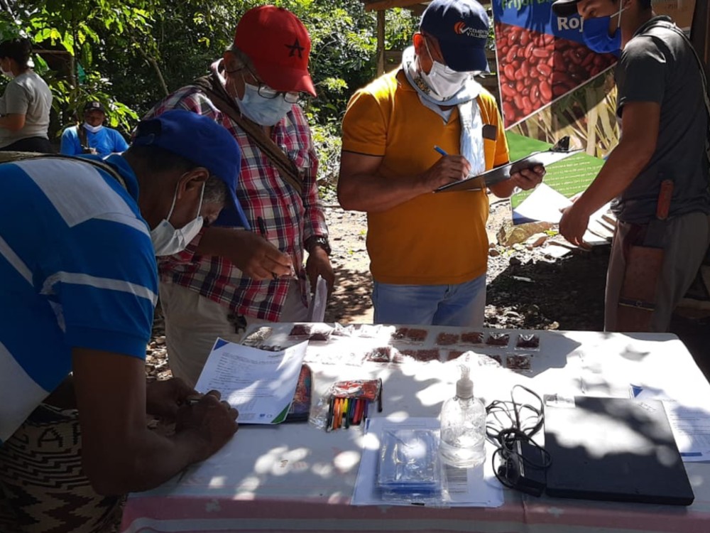 Proyecto Frijol (Consulta Participativa De Aceptación De Semilla Valledupar) AGROSAVIA