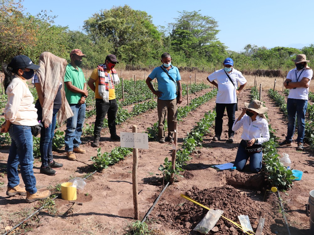 AGROSAVIA socializa proyecto de frijol tolerante a sequía