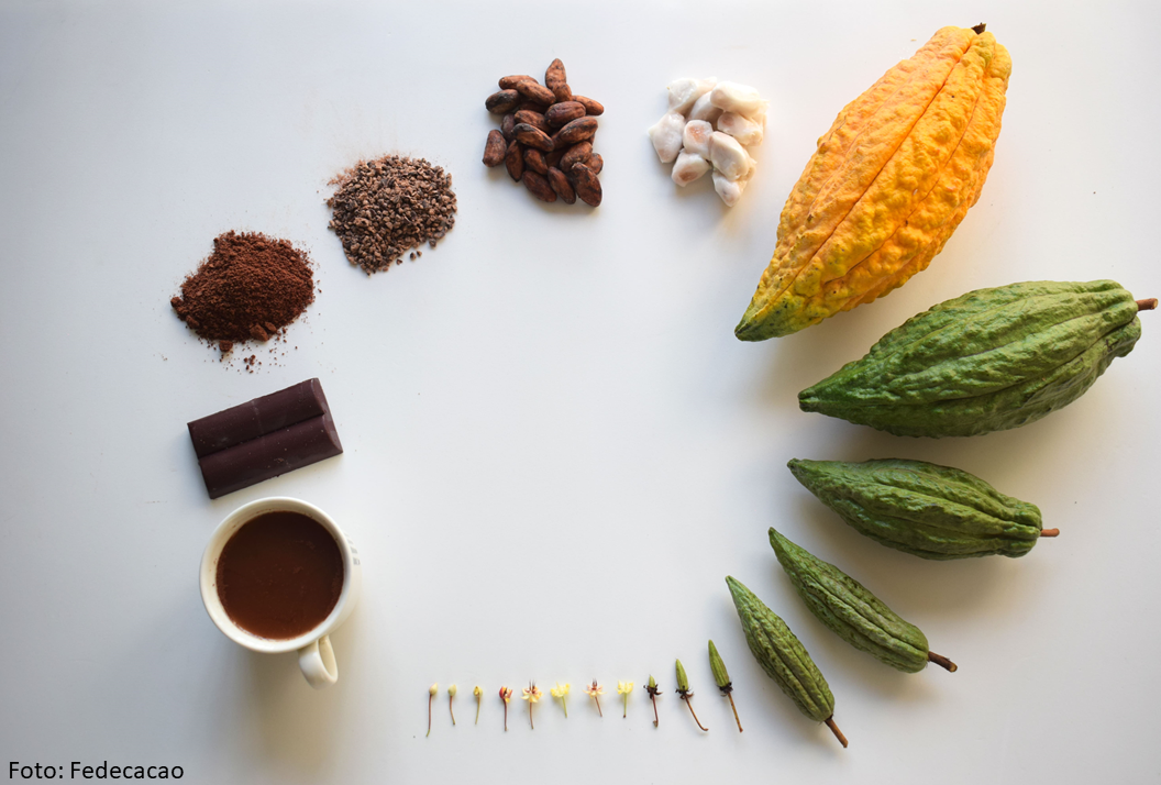 Prelanzamiento de tres cartillas sobre Cd en el cultivo de cacao en Colombia