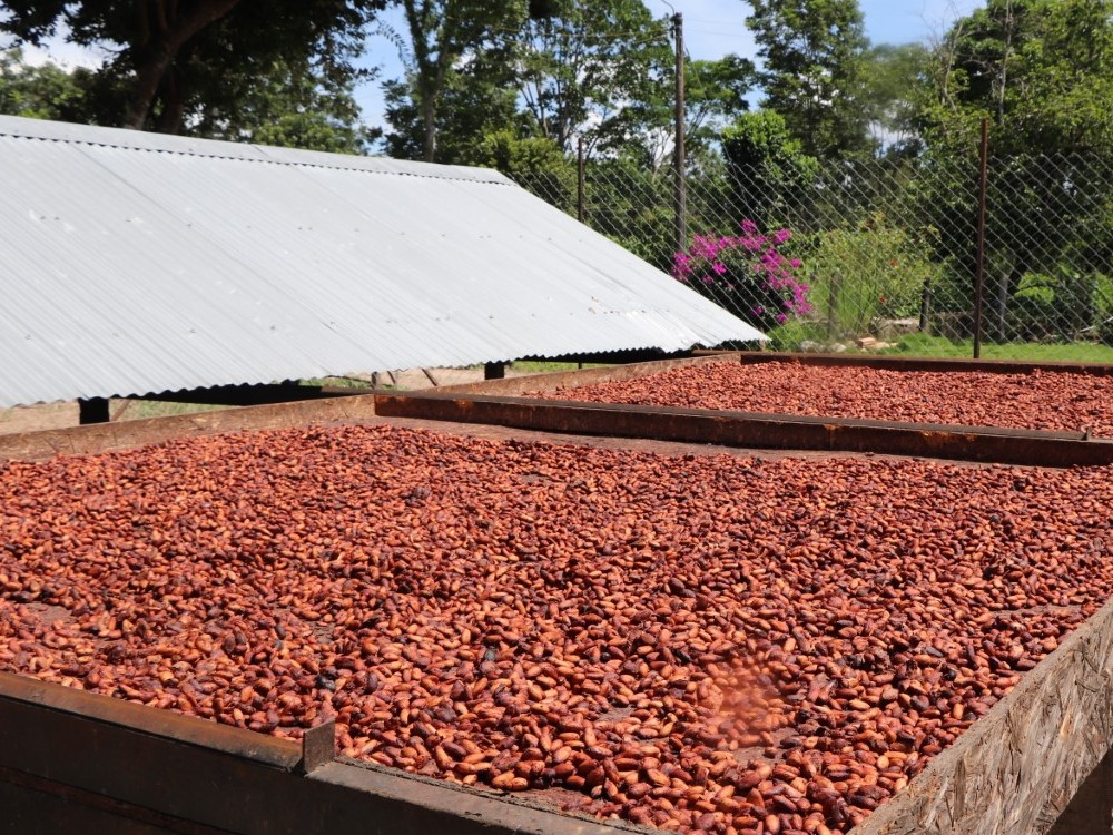 Cacao Arauca 2 AGROSAVIA