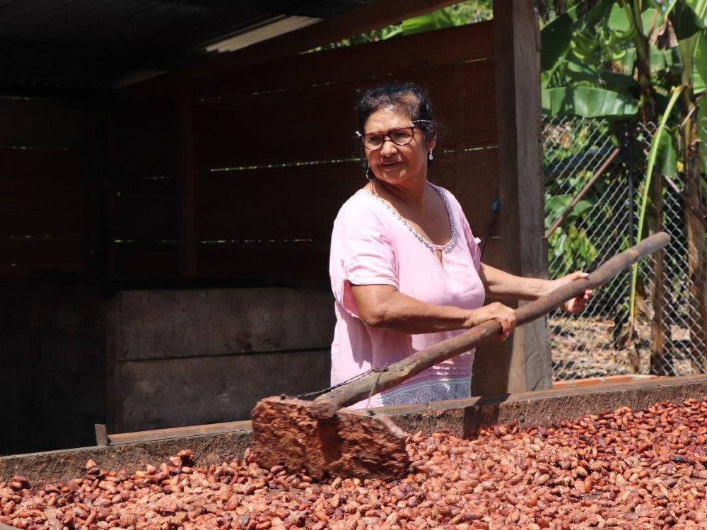 Cacao Arauca AGROSAVIA