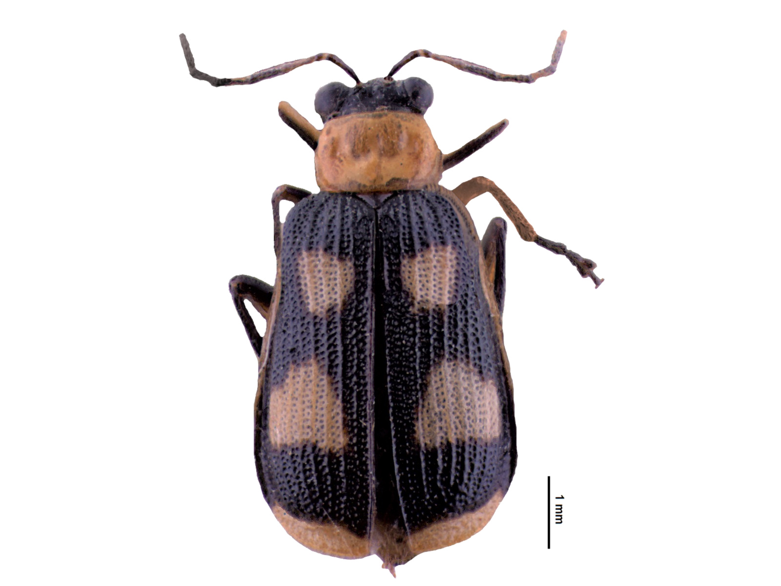 Eccoptopsis quadrimaculata Blake, 1966 