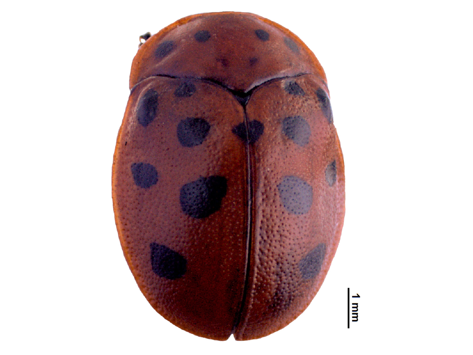 Chelymorpha cassidea (Fabricius, 1775) 