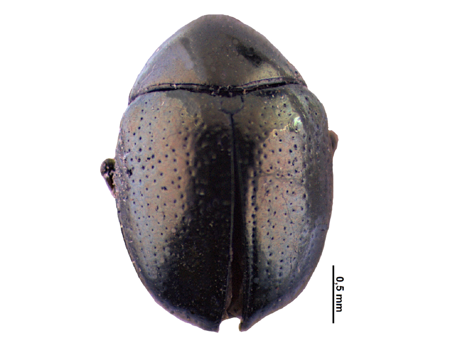 Chrysodina spp. 