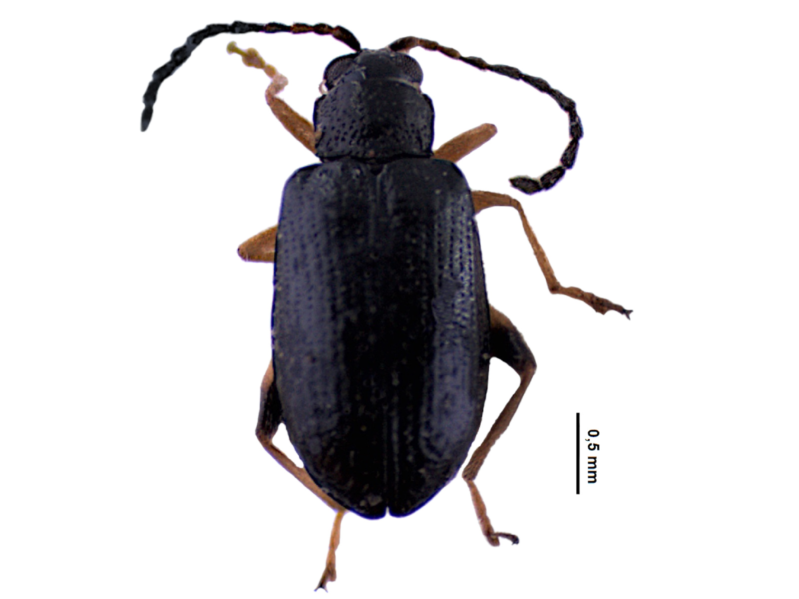 Leptophysa sp. 