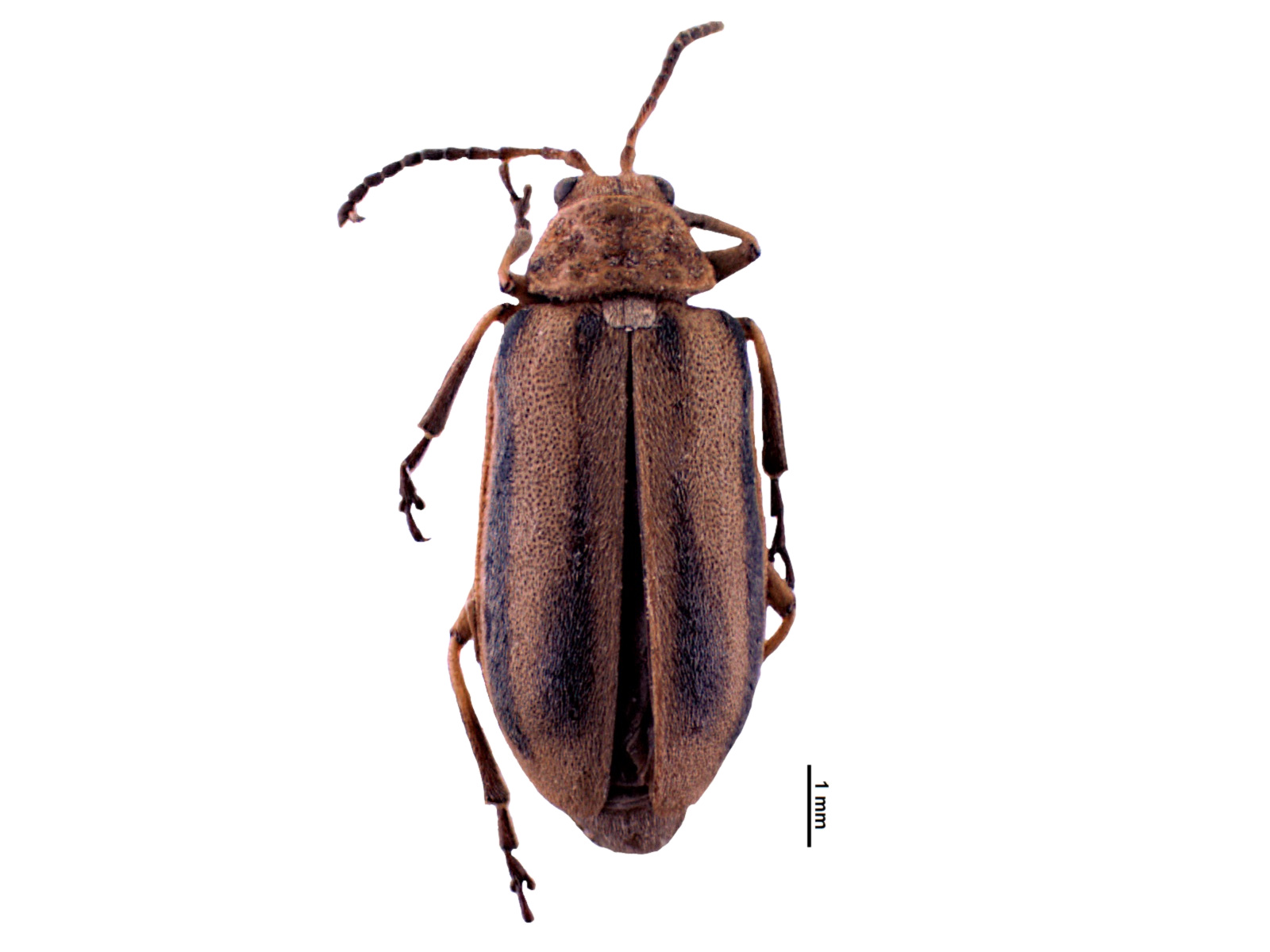 Erynephala puncticollis (Say, 1824) 