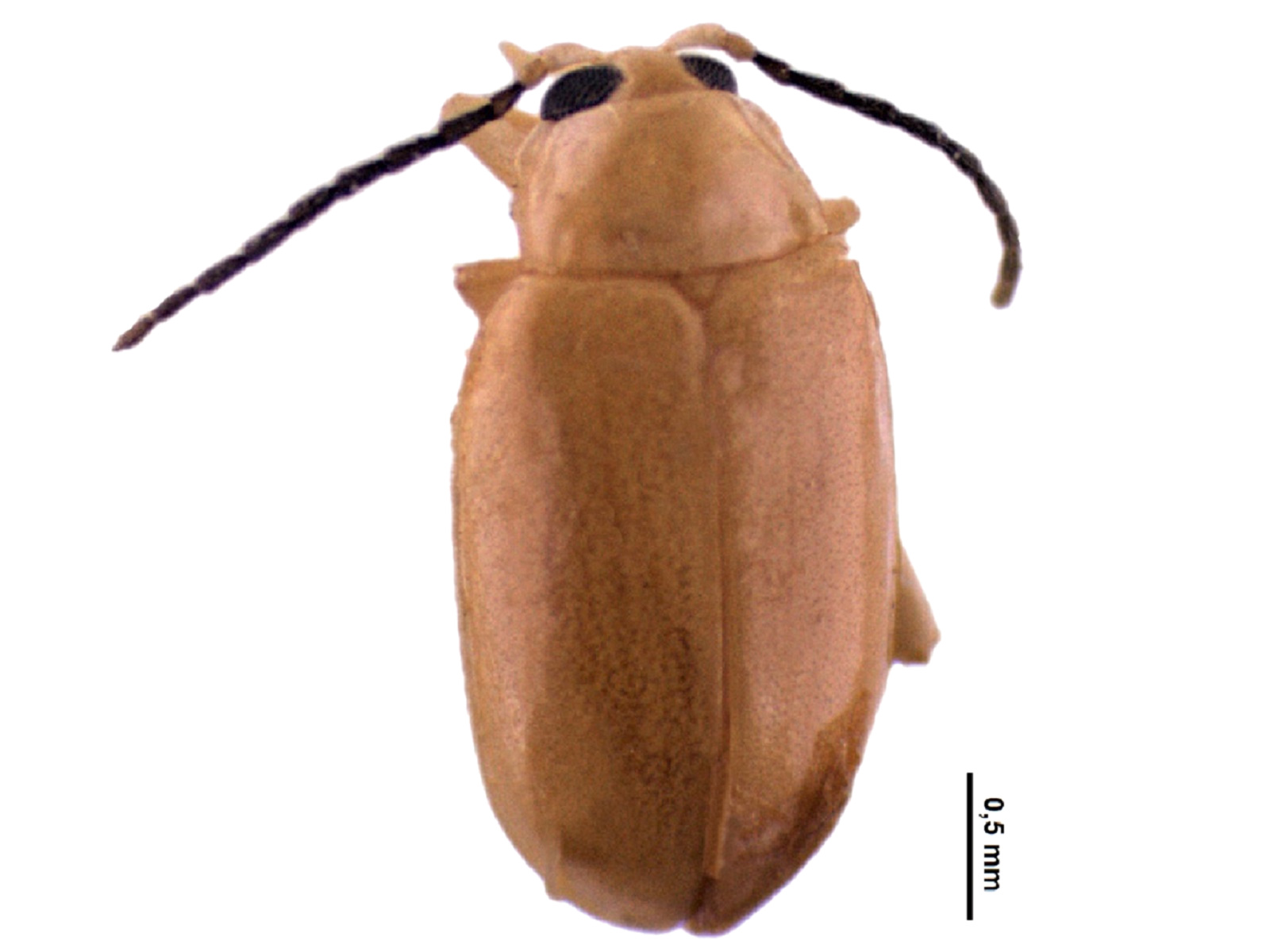 Lactica spp. 