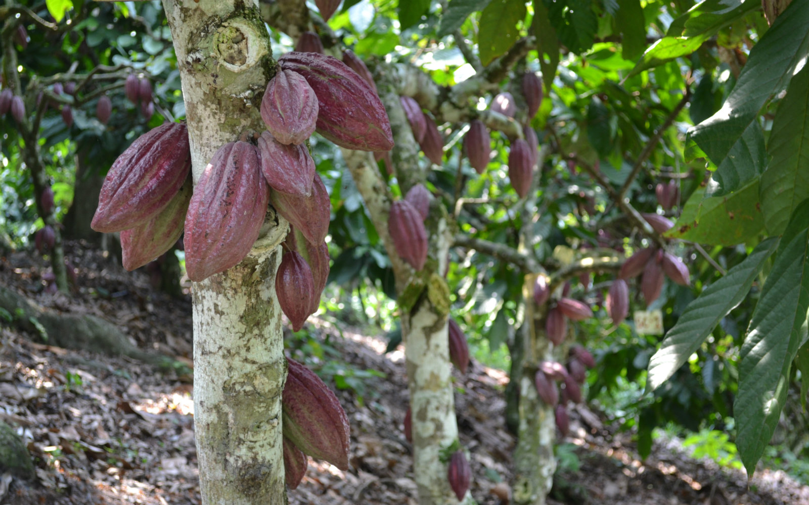 AGROSAVIA y CATIE trabajan en conjunto por el sector cacaotero en Colombia