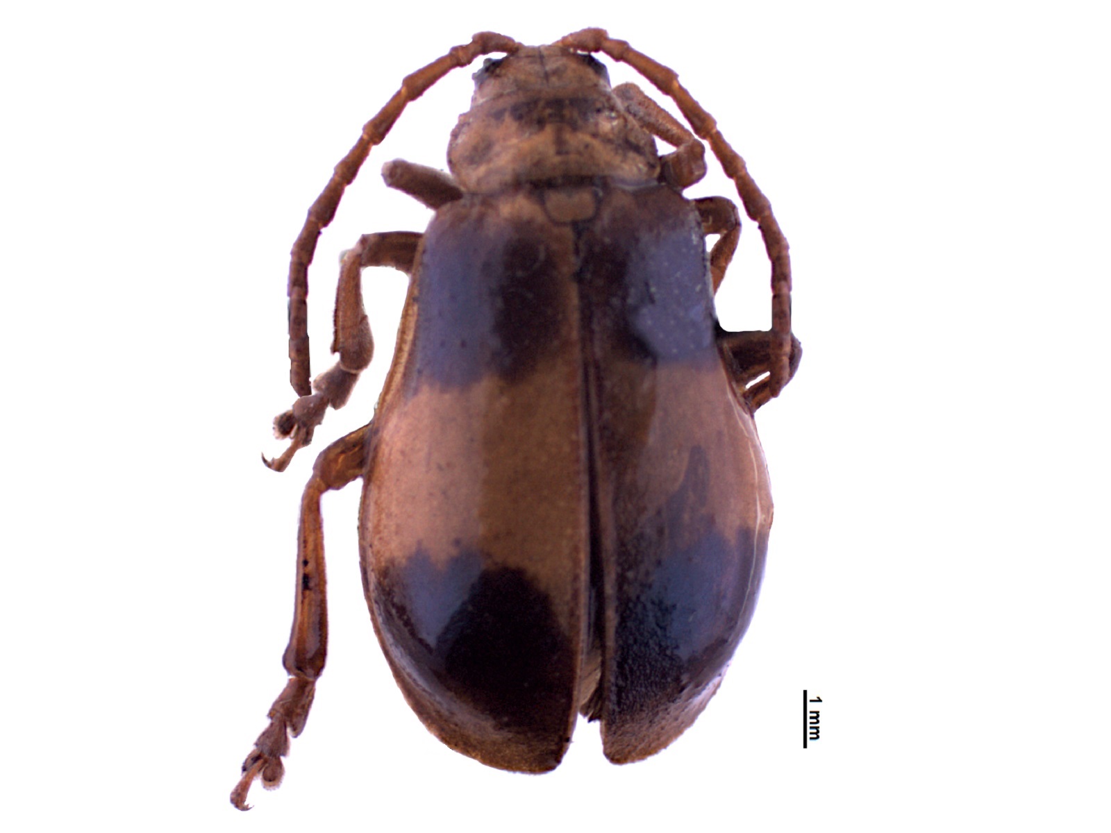 Monocesta coryli (Say, 1824)