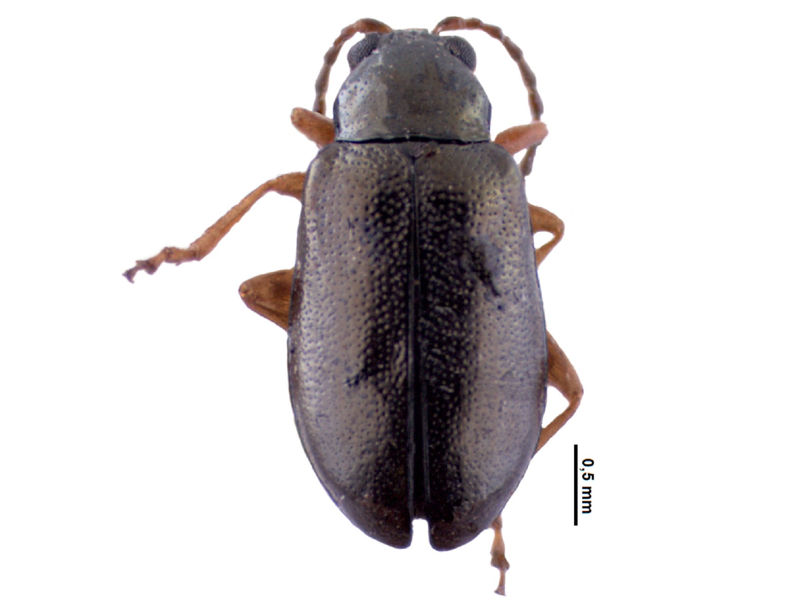 Lysathia integricollis (Harold, 1876) 