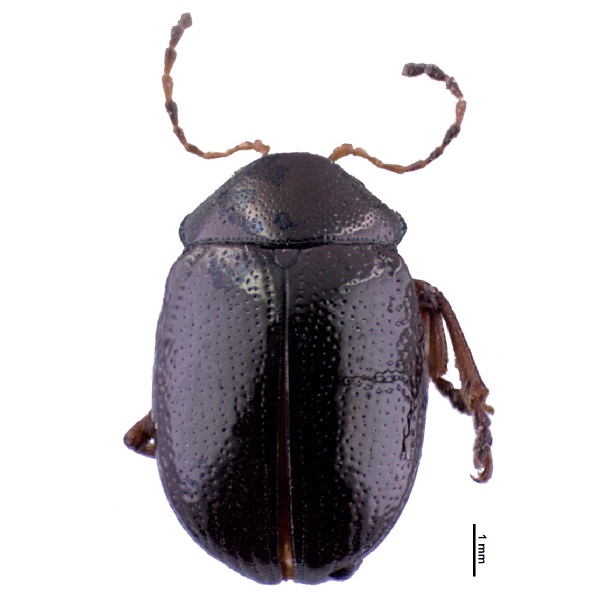 <p><em>Brachypnoea</em></p>